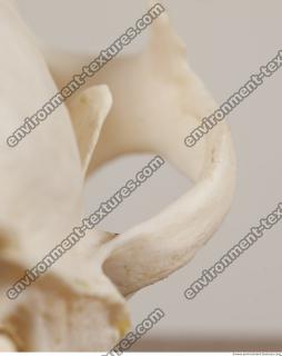 photo reference of skull 0079
